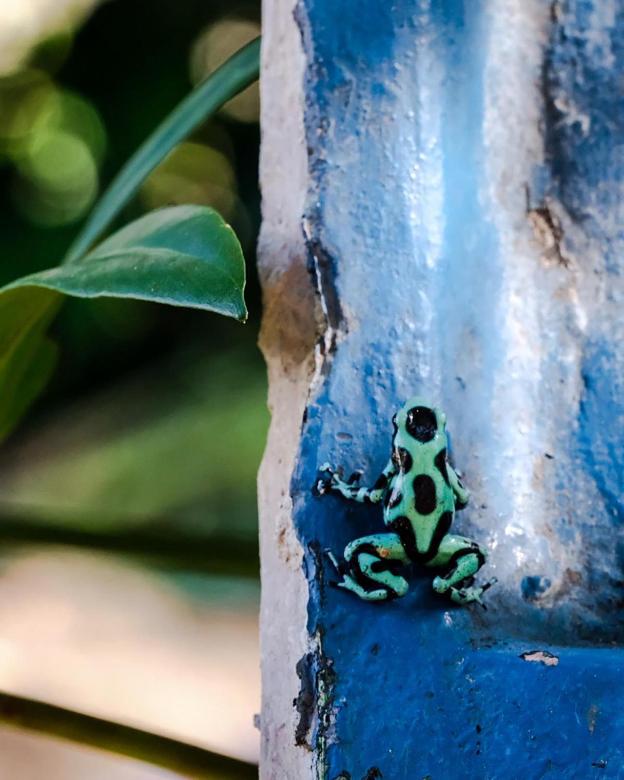 ホテル Casa Aldirica カウイータ エクステリア 写真