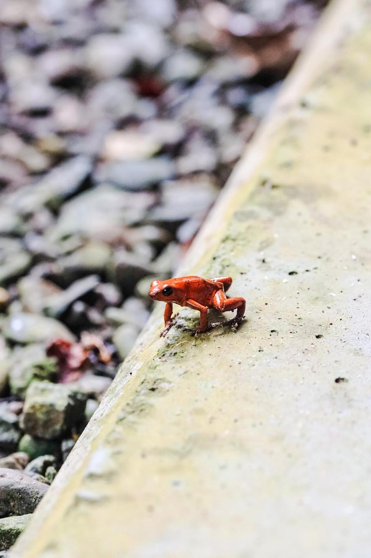 ホテル Casa Aldirica カウイータ エクステリア 写真